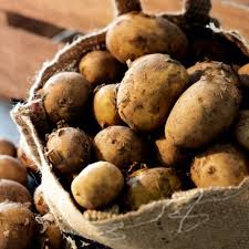 У льохах Чернігівщини пропадає картопля