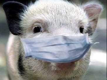 В Репкинском районе зафиксировали вспышку африканской чумы свиней