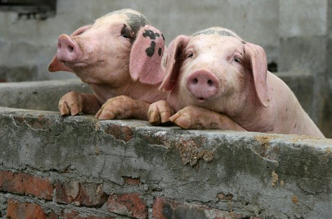 На Чернігівщині виявили черговий спалах африканської чуми свиней