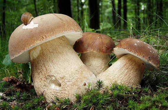 Ядовитые грибы маскируются под съедобные: как не стать пациентом больницы?