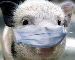 На Черниговщине снова зафиксировали африканскую чуму свиней