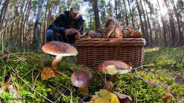 К выходным в лесу вырастут грибы: памятка для лесника