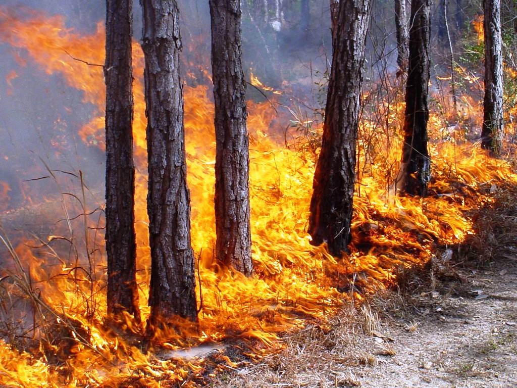 За добу в області зафіксовано 6 пожеж: палали господарські споруди, сіно та ліс