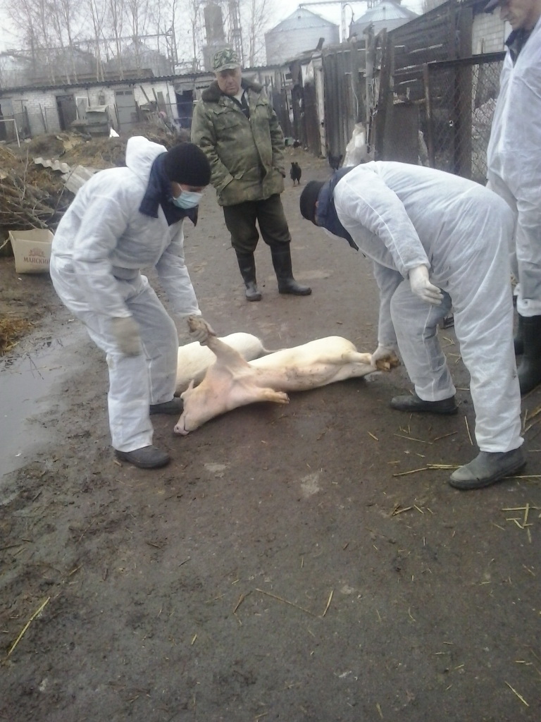 В Бобровице вспышка африканской чумы свиней