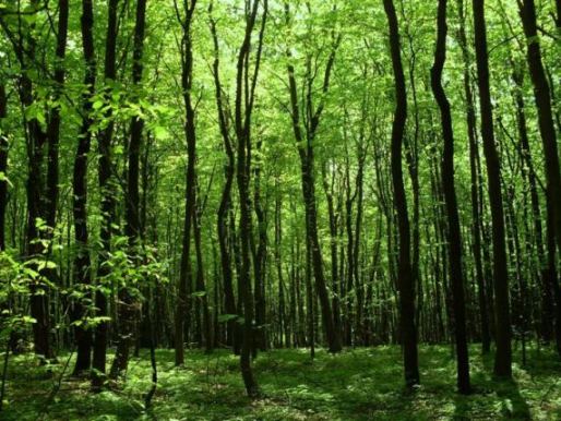 Прокуратура повернула державі ділянку лісу вартістю понад 50 тисяч