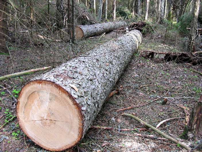 Чернігівщина потерпає від «дерев’яних» браконьєрів
