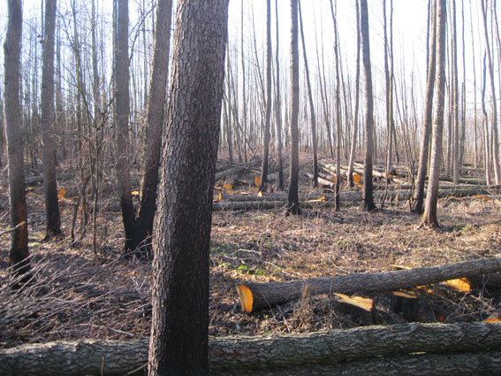 Воров леса поймали "на горячем"