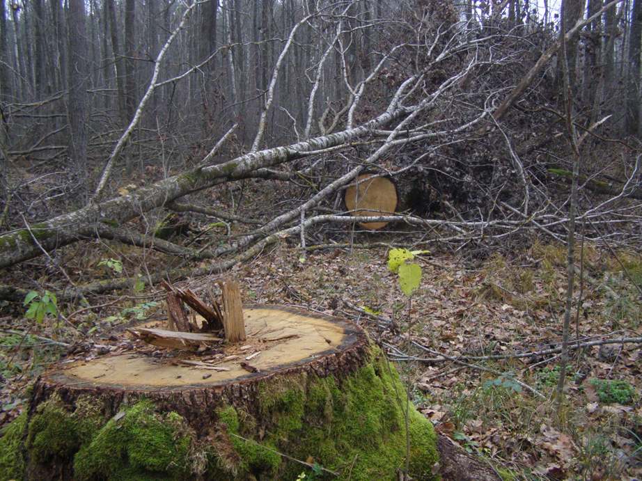 На Чернігівщині «лісокради» напиляли дубів на мільйон 