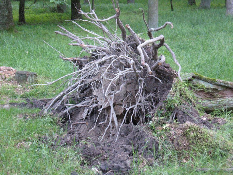 Негода у Чернігові «звалила з ніг» багатовікові дерева. ФОТО