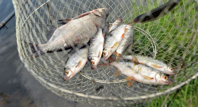 «Браконьєр-електрик» наловив рибки майже на 12 тисяч