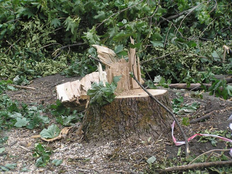 «Черные лесорубы» запаслись древесиной почти на 2 миллиона гривен