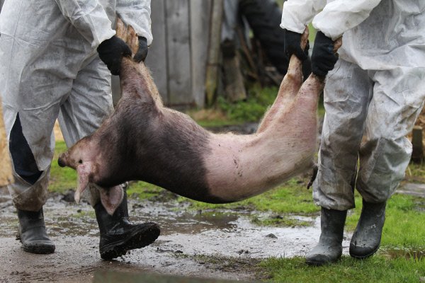 На Чернігівщині спалюють свиней через африканську чуму