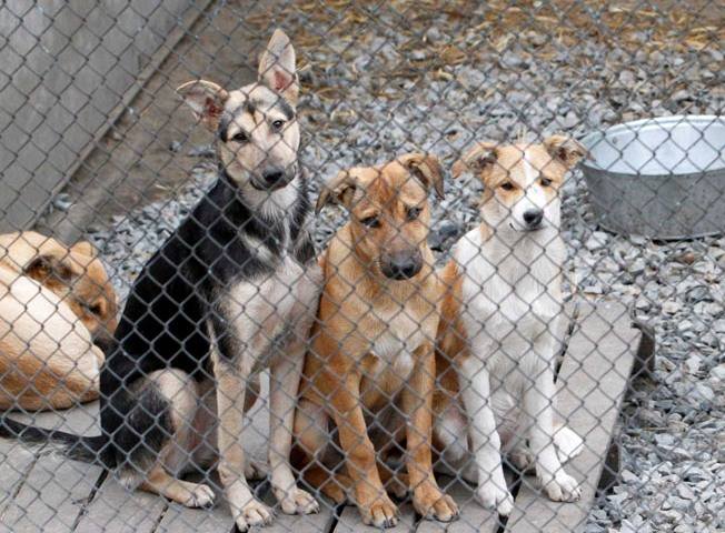 Власть Чернигова взялась за бездомных животных: для собак построят пункт временного содержания