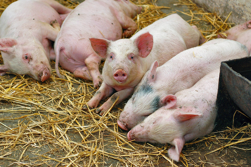 На Черниговщине вновь выявлены случаи «африканской чумы свиней»