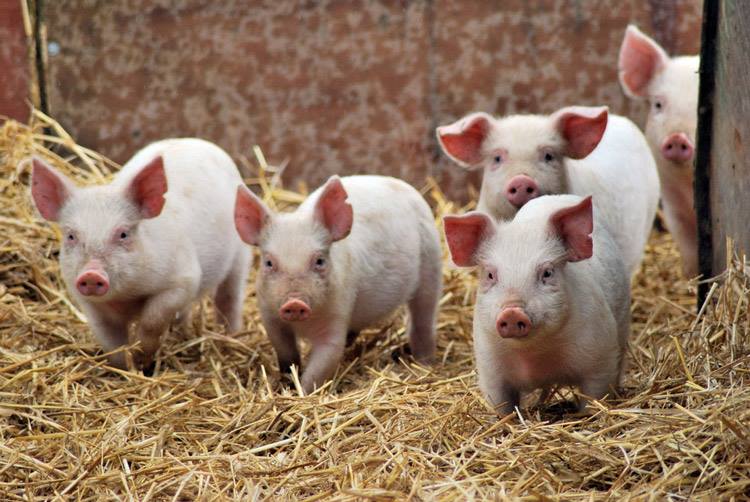 «Африканська чума свиней» не припиняє тероризувати Чернігівщину