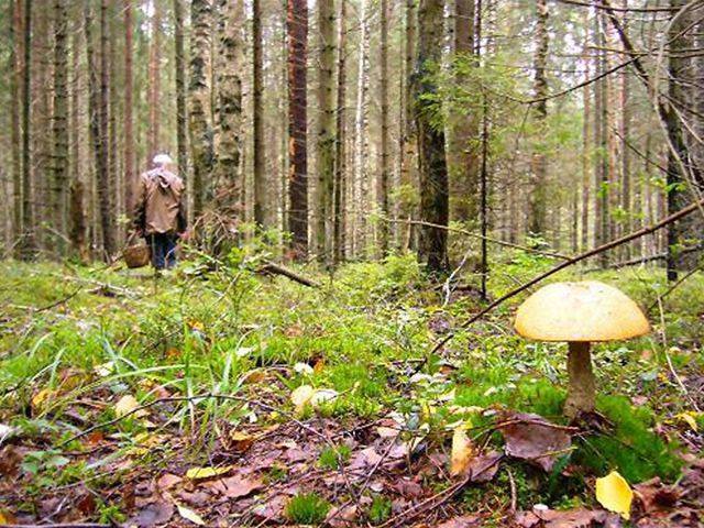 На Черниговщине женщина пошла собирать грибы, а нашла человеческие конечности