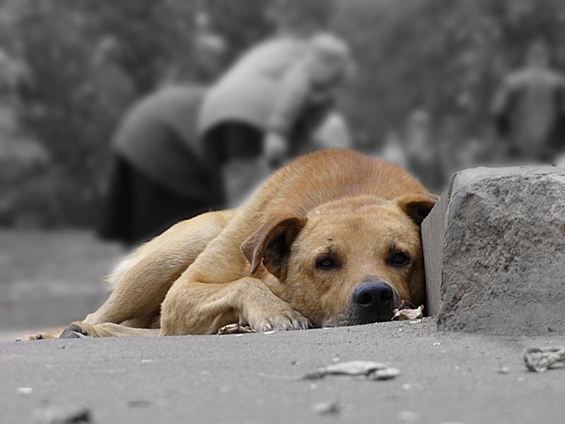 Каким будет пункт временного содержания бездомных животных в Чернигове?