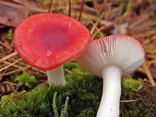 На Чернігівщині від отруєння грибами померли троє людей