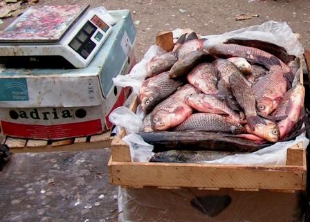 Чернігівців закликають купувати рибу з «довідками» і не підтримувати браконьєрів