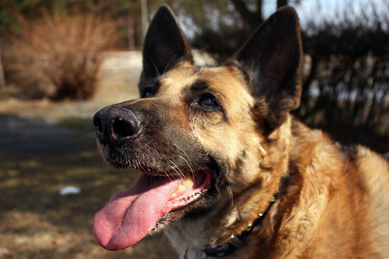 В одному з сіл на Чернігівщині дивним чином зникають собаки. Відео