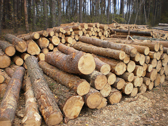 На Чернігівщині виявили масштабну незаконну вирубку лісу. ФОТО