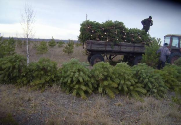 На Прилуччине задержали местных жителей, которые срубили более 80 новогодних сосен