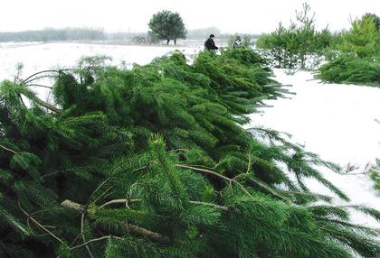 На Чернігівщині екологи будуть проводити "новорічні" рейди 