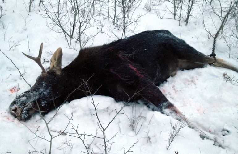 На Чернігівщині браконьєри полюють на лосів