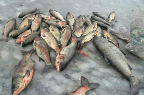 Браконьєри наловили «новорічної» рибки майже на 10 тисяч
