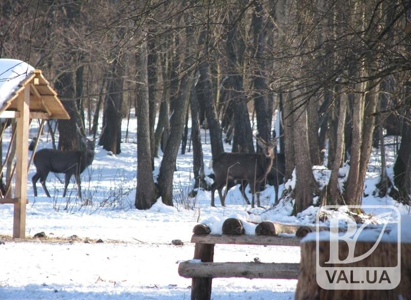 На Черниговщине 36 тыс. га охотничьих угодий незаконно передали в пользование до 2027 года