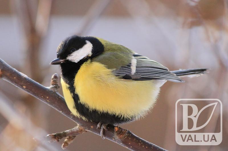 Черниговцев призывают считать зимующих птиц