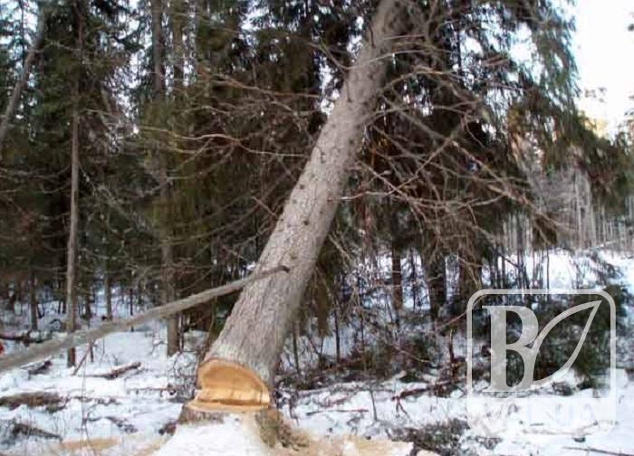 На Чернігівщині 24-річного чоловіка на смерть привалило деревом