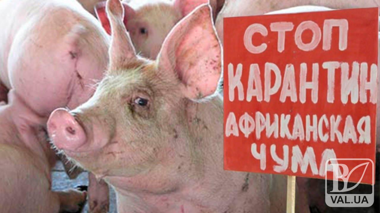Черниговцам упростили механизм получения компенсации по «чумных» свиней