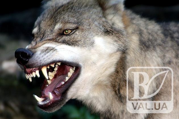 На Чернігівщині прикордонники голіруч знешкодили вовка, який загризав чоловіка