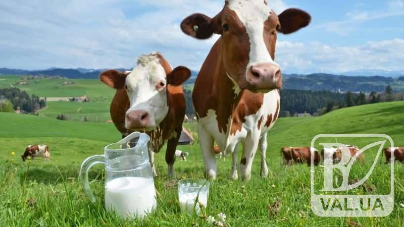 На Чернігівщині молоко ллється ріками