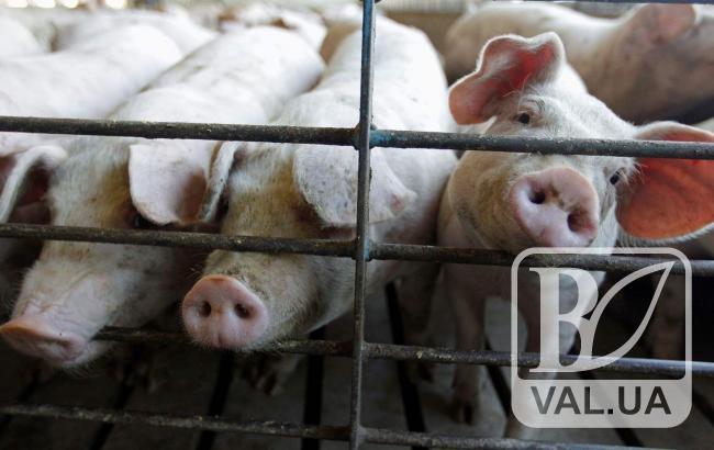 За добу на Чернігівщині умертвили понад 450 голів «чумних» свиней
