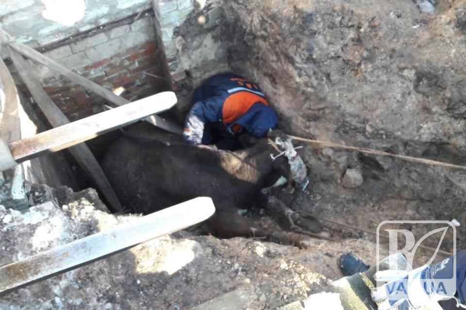 В Чернигове спасатели достали из ямы корову