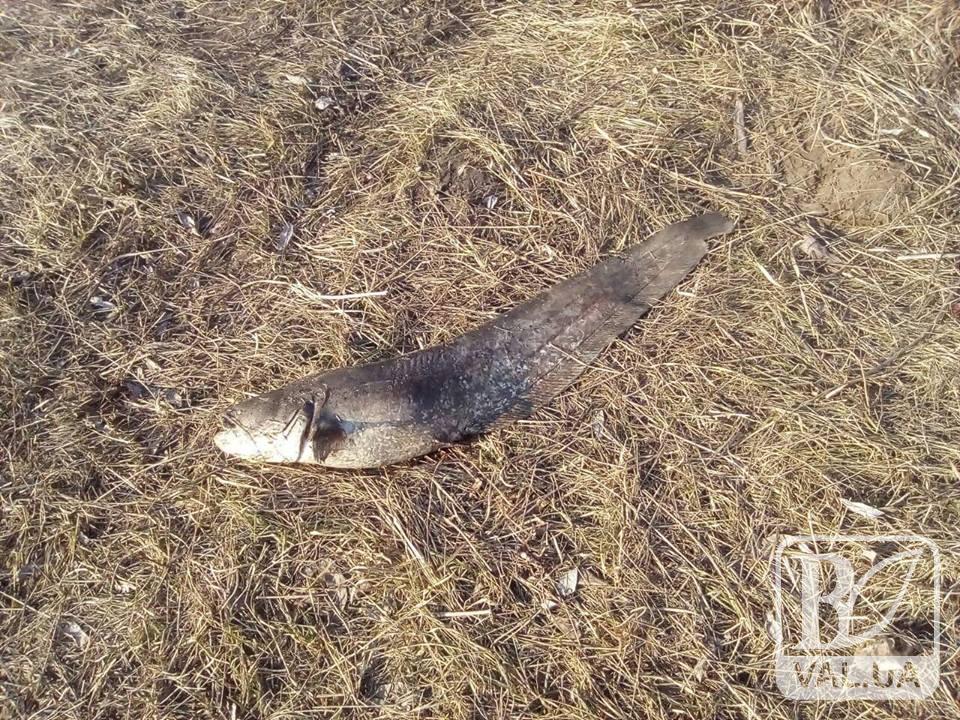 Экологи рассказали, почему в Стрижне сдохла рыба