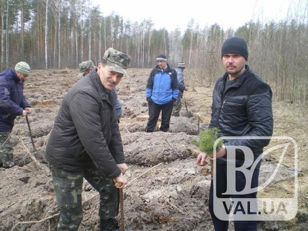 На Чернігівщині з`явився молодий сосновий ліс. ФОТО
