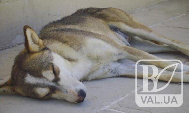В Чернигове двое неизвестных пугали прохожих кожей убитой собаки