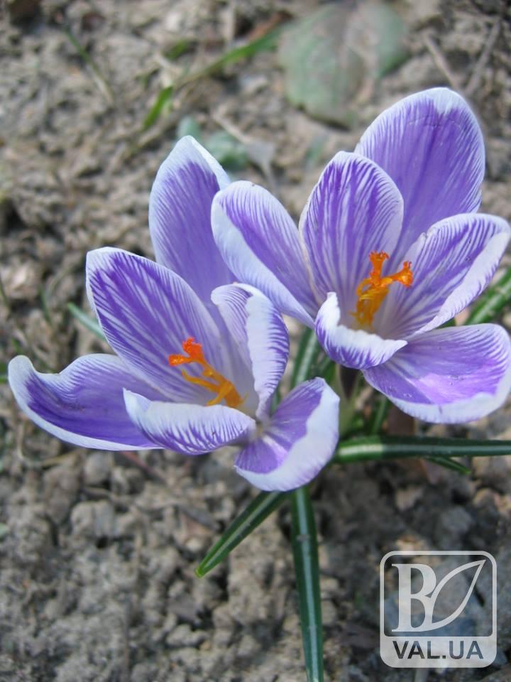 В Чернигове цветут экзотические первоцветы. ФОТОрепортаж