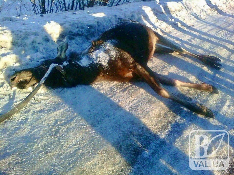 Черниговские полицейские нашли браконьеров, которые застрелили беременную лосиху. Им грозит лишь штраф