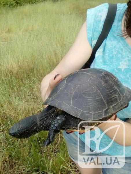 Біля Стрижня врятували величезну черепаху з зашморгом на шиї. ФОТО