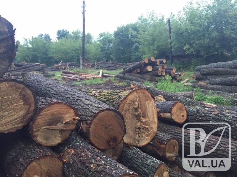 На Черниговщине лесник «помог» вырубить около 400 деревьев из заповедного фонда 