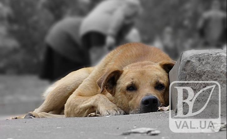 Черниговцам предлагают мониторить численность бездомных животных в городе. ВИДЕО