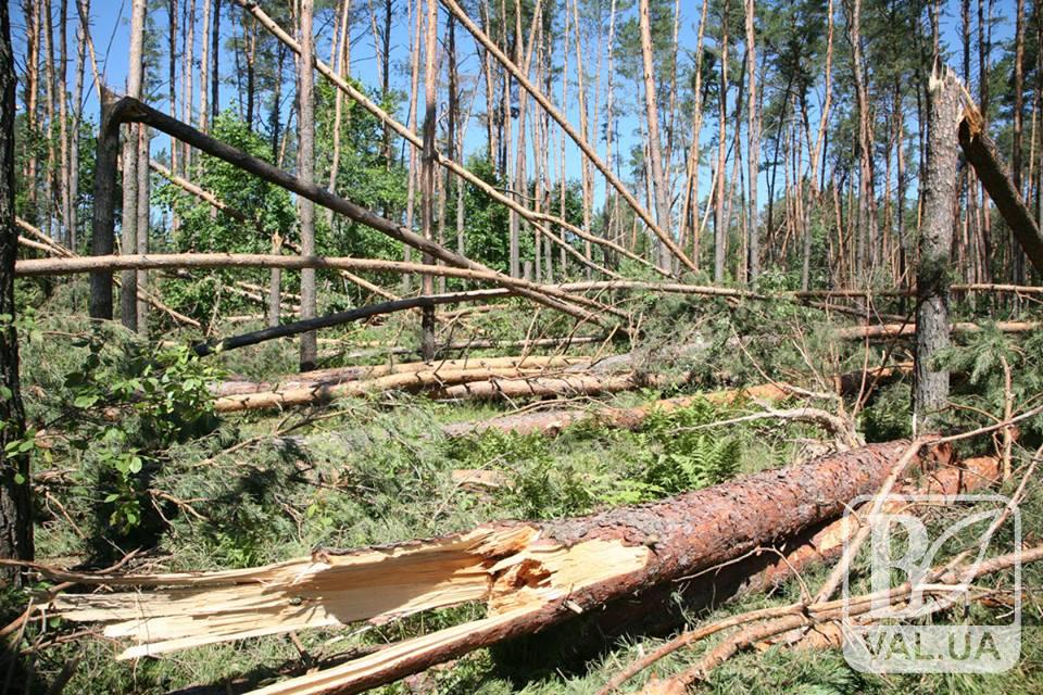 Эхо урагана: на Черниговщине непогода уничтожила тысячи кубометров леса. ФОТО