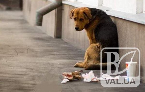 Черниговцы требуют разобраться с бездомными собаками