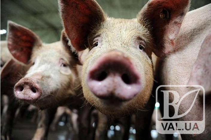 На Черниговщине вновь зафиксировали африканскую чуму свиней 