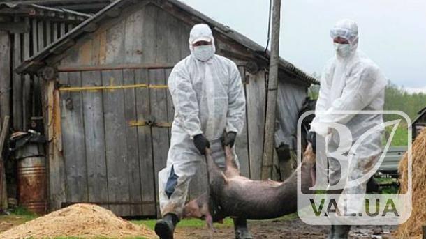 На Борзнянщині тривають рейди з виявлення свинячої чуми, без жертв не обійшлося