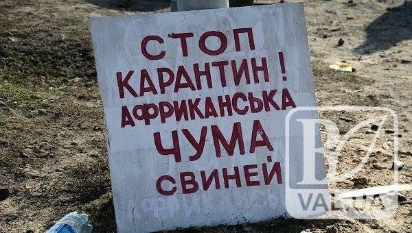 На Чернігівщині село перебуватиме 40 днів на карантині через чуму свиней
